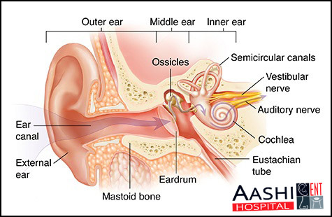 ANATOMY OF THE EAR ANATOMY-OF-THE-EAR