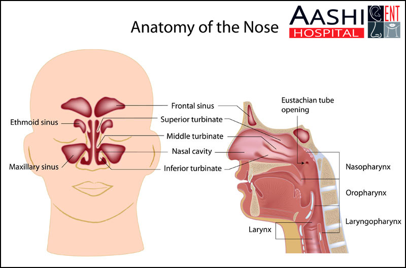 Anatomy of the Nose, Throat surgery in Ahmedabad