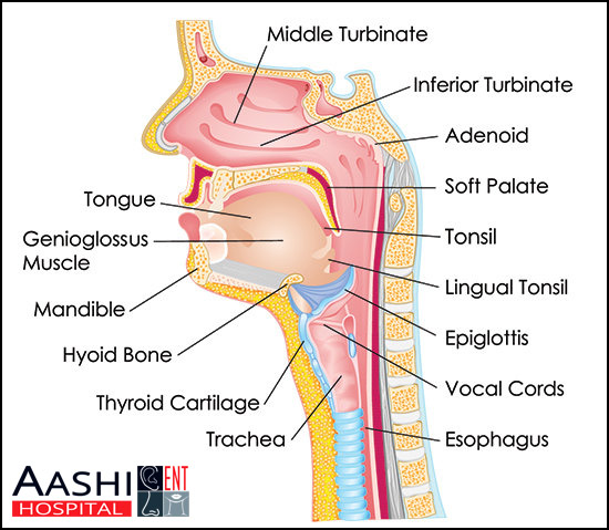 Anatomy of the Throat