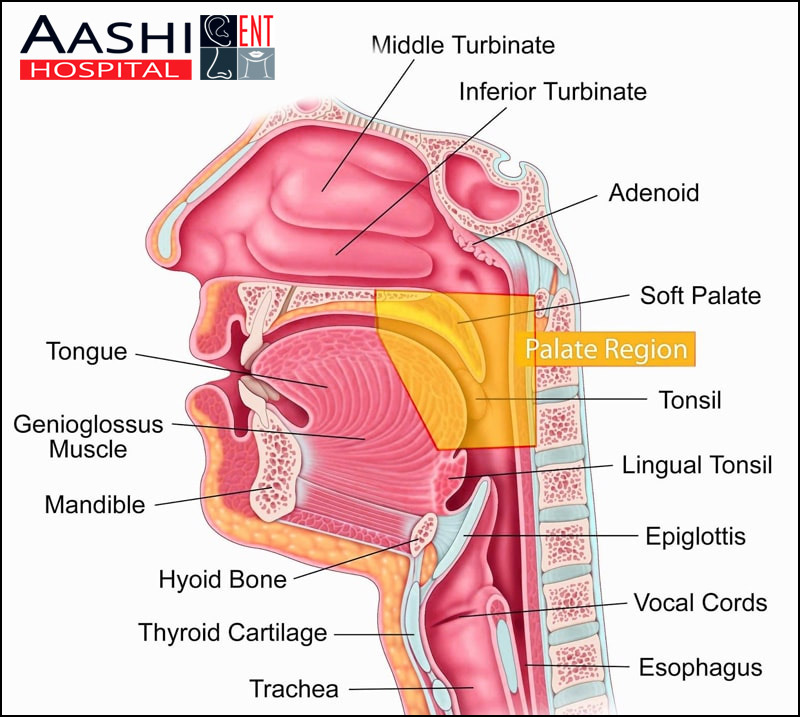 Ear,Nose and Throat (ENT) surgeon